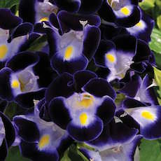 Torenia fournieri