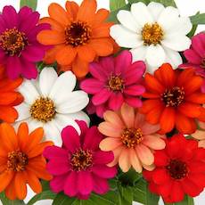 Profusion Zinnias