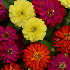 Zahara Zinnias