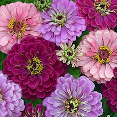 Zinnia