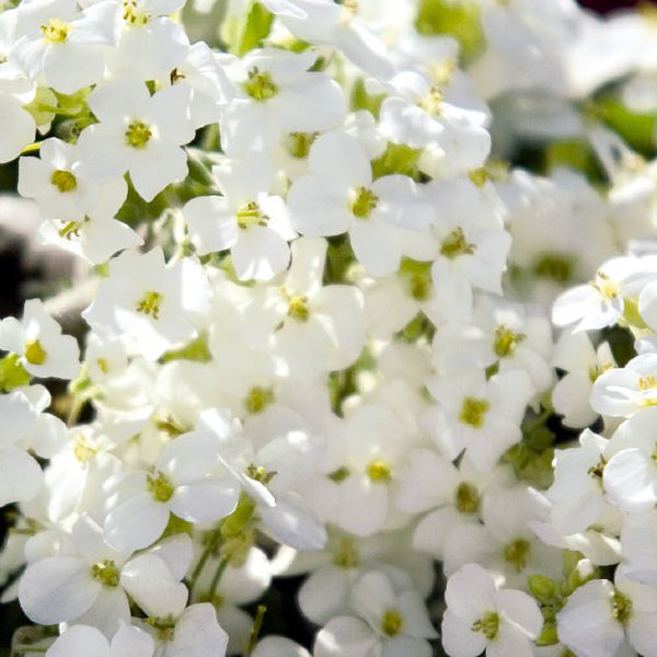 Arabis caucasica Snowfix flowers