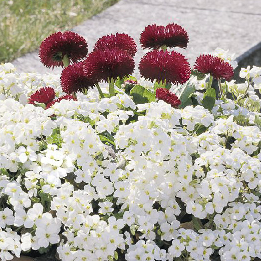 Snowfix wall rockcress in container with English Daisies Arabis caucasica Snowfix