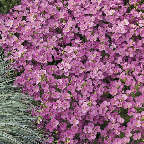 Wall Rockcress Little Treasure Deep Rose - Arabis caucasica