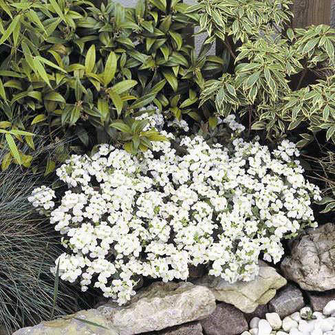 Snowfix wall rockcress Wall rockcress Snowfix - Arabis caucasica