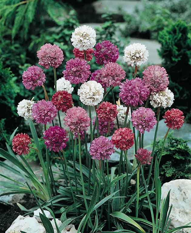 Armeria Formosa - Sea Pinks - Armeria pseudoarmeria