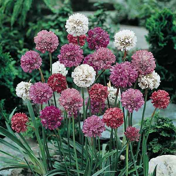 Armeria Mardi Gras