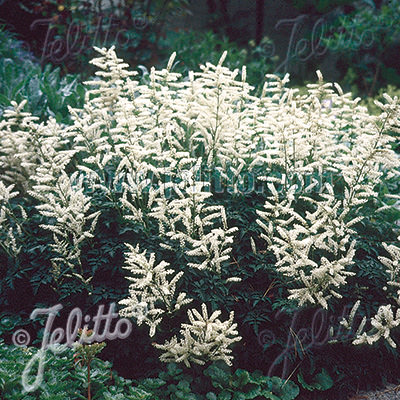 Goat's Beard Noble Spirit Dwarf - perennial flowers - Aruncus aethusifolius