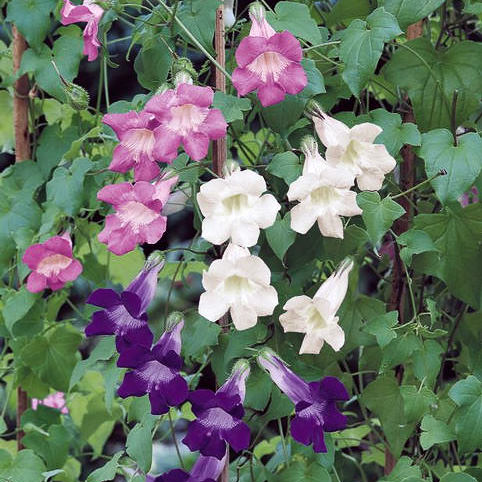 Jewel Mixed asarina vine seeds