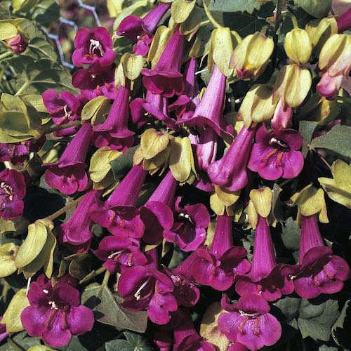 Victoria Falls Asarina vine seeds