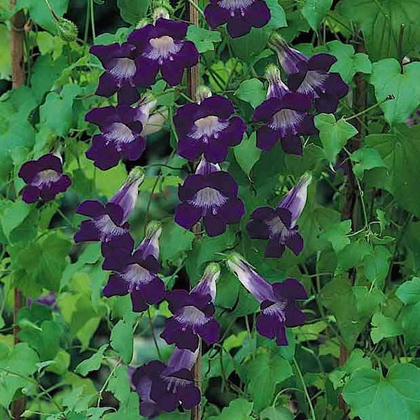 Violet Asarina vine seeds