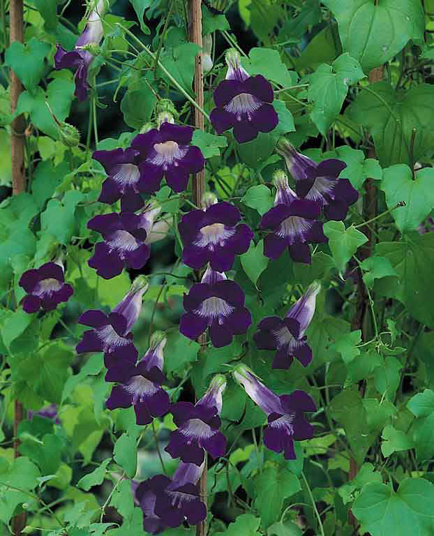 Violet Asarina vine seeds