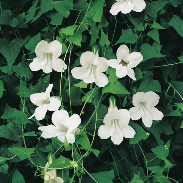 White Asarina vine seeds