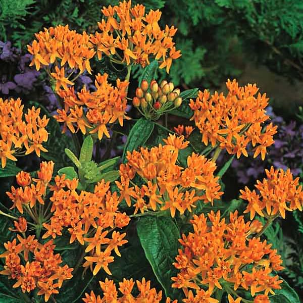 Orange butterfly weed Butterfly Weed - Asclepias tuberosa