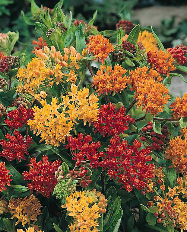 Butterfly Weed Gay Butterflies - Asclepias tuberosa