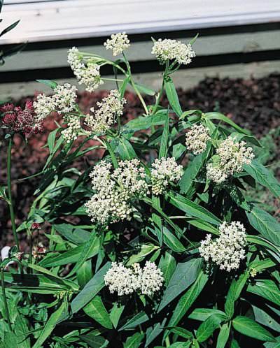 Milkmaid butterfly weed Butterfly Weed Milkmaid - Asclepias incarnata