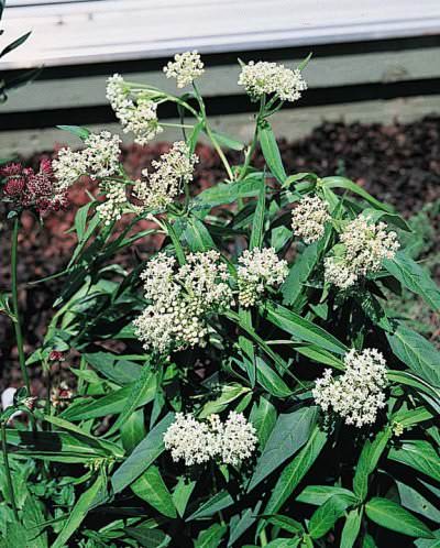 Butterfly Weed Milkmaid - Asclepias incarnata