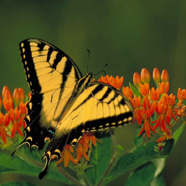 Orange butterfly weed Asclepias tuberosa