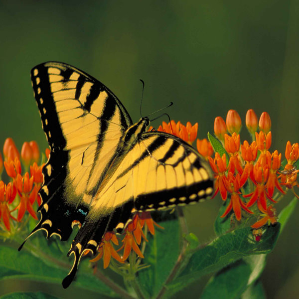 Asclepias tuberosa