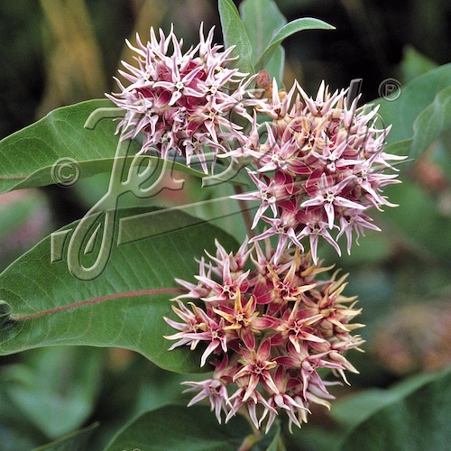 Butterfly Weed Showy