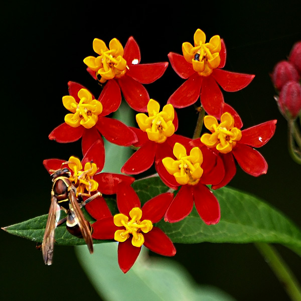 Butterfly weed Silky Deep Red