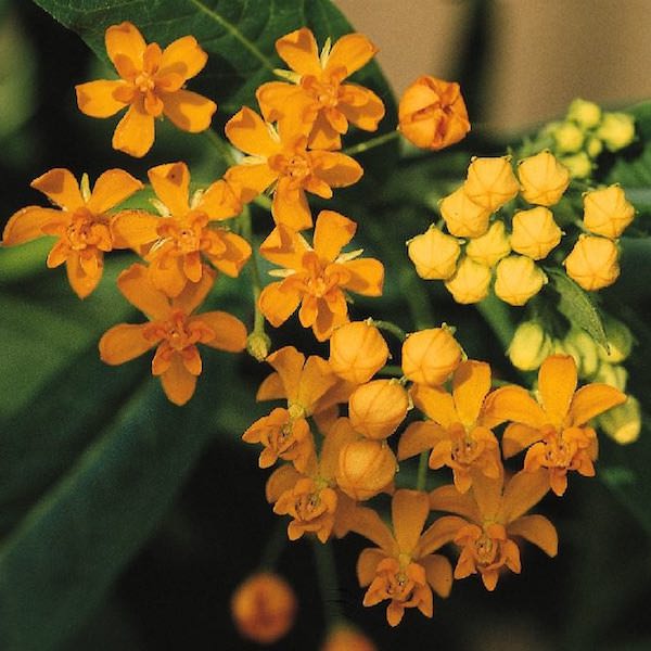 Silky Gold butterfly weed seeds