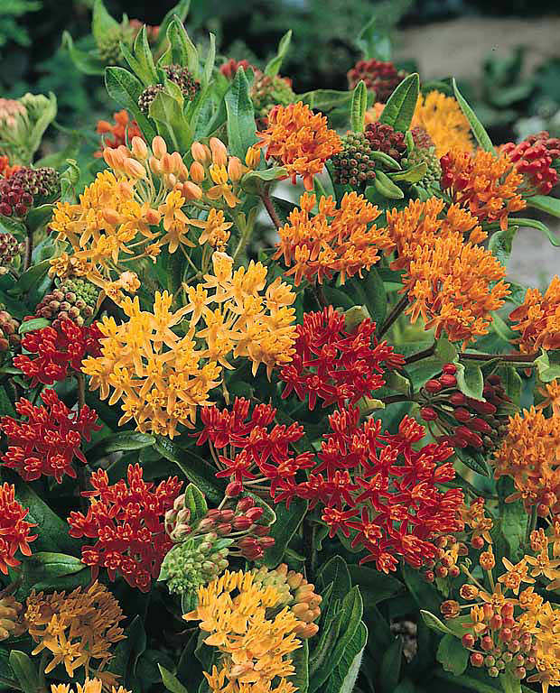 Milkweed Gay Butterflies - Asclepias tuberosa