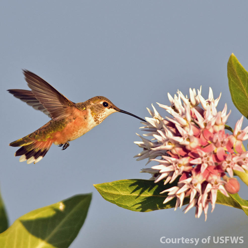 Showy Milkweed with Hummingbird