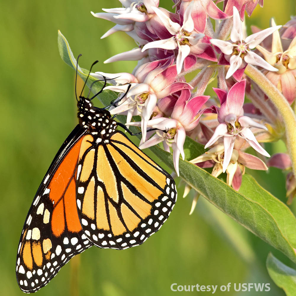 Showy Milkweed with Monarch Butterfly