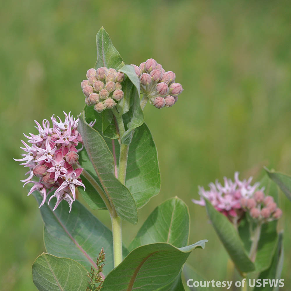 Showy Milkweed Plant