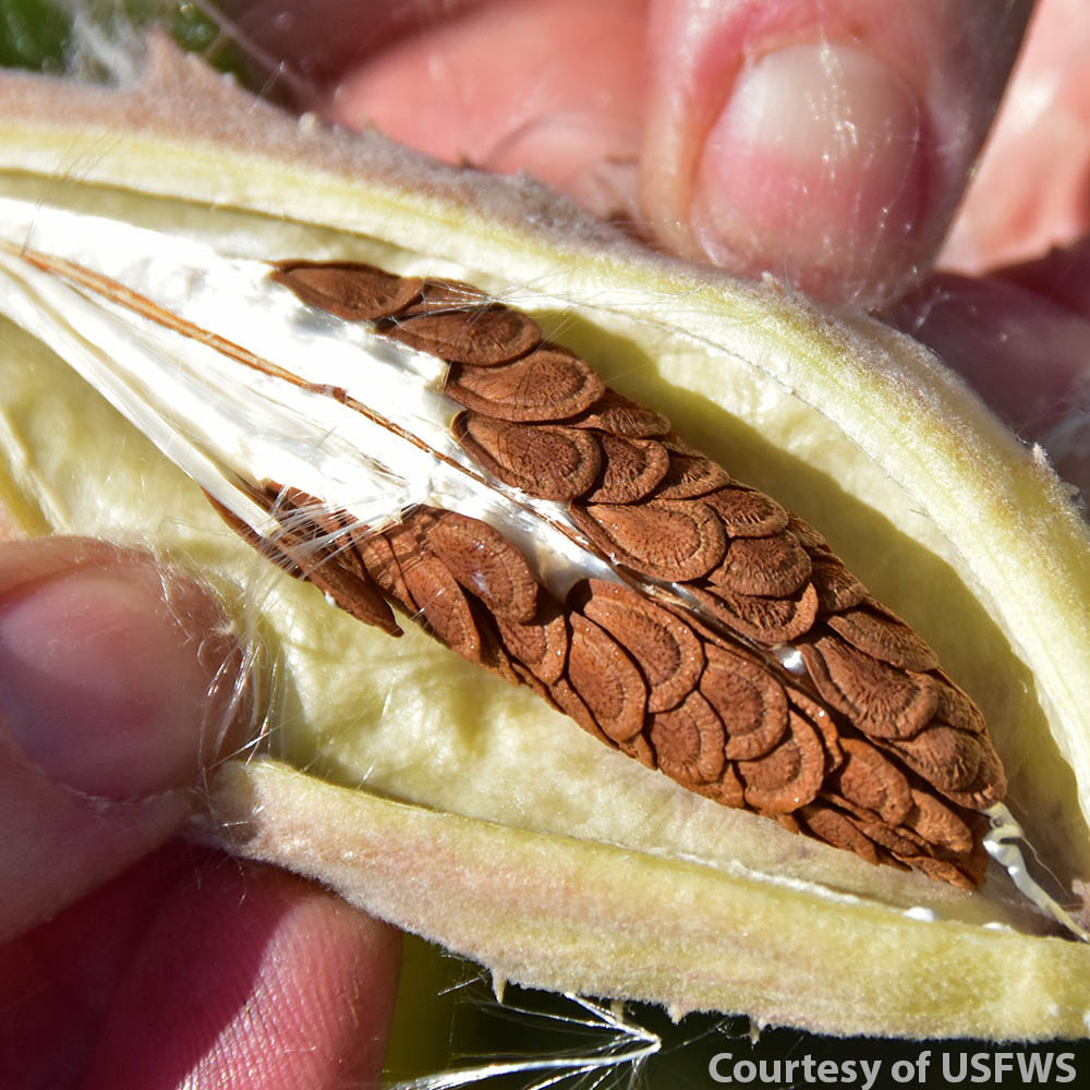 Showy Milkweed Seed Pod