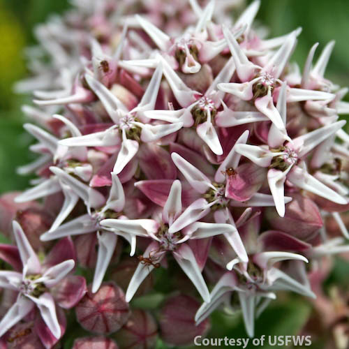 Milkweed Showy