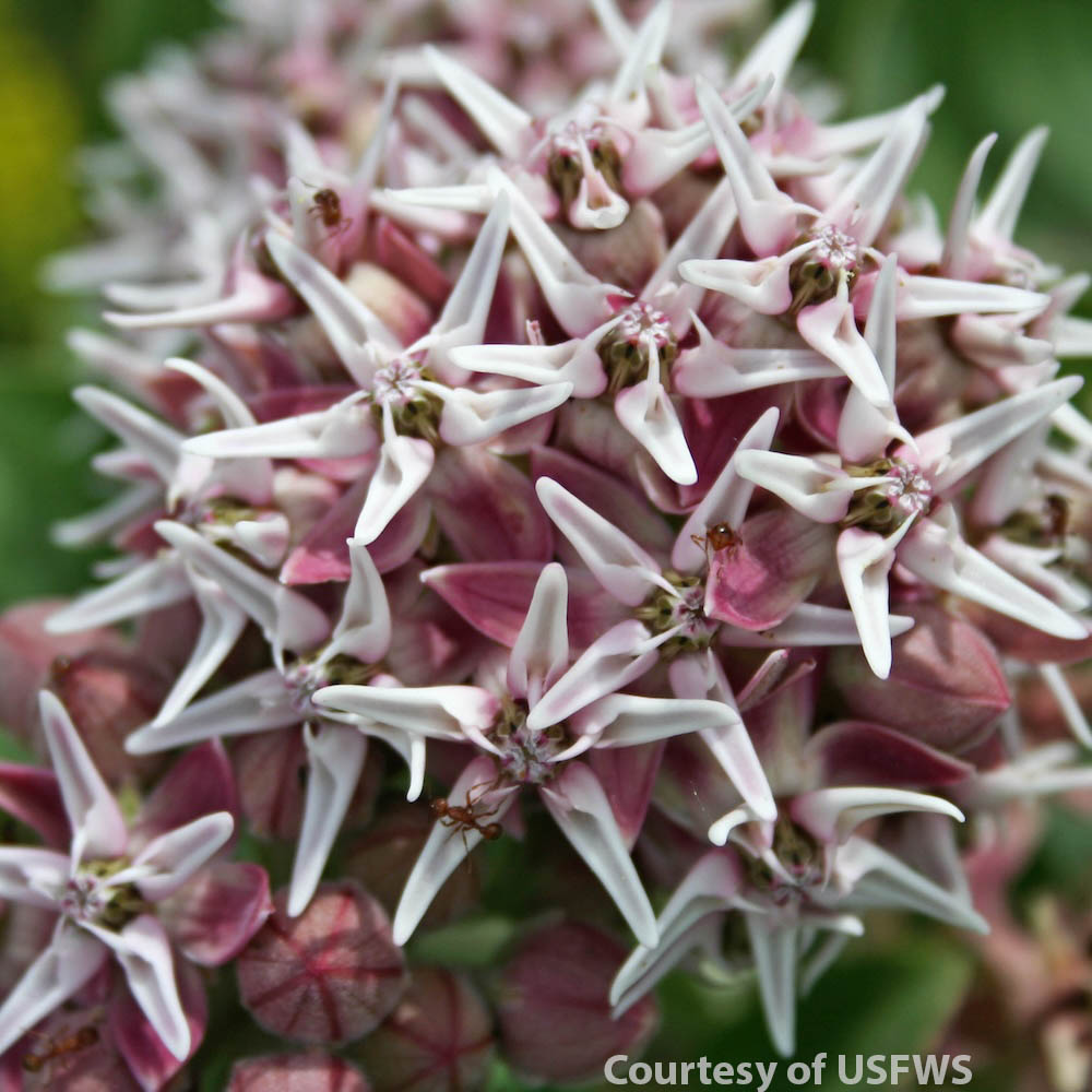 Showy Milkweed