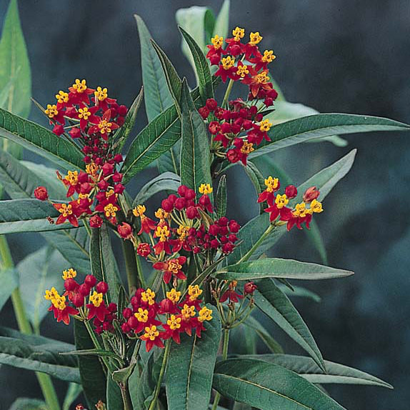 Silky Deep Red milkweed seeds