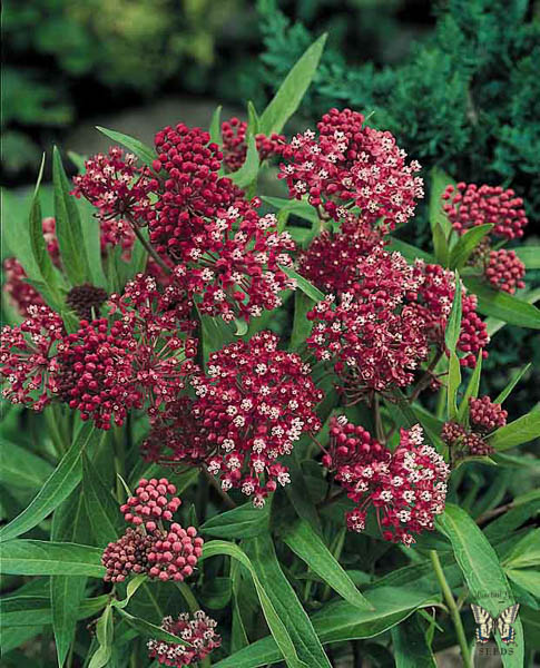 Milkweed Soulmate - Asclepias incarnata