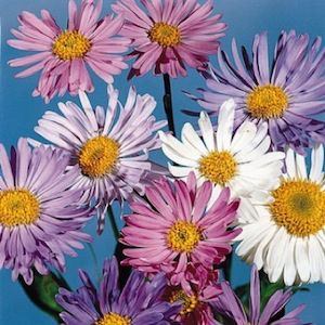 Trimix alpine aster Aster Alpine Trimix - Aster alpinus