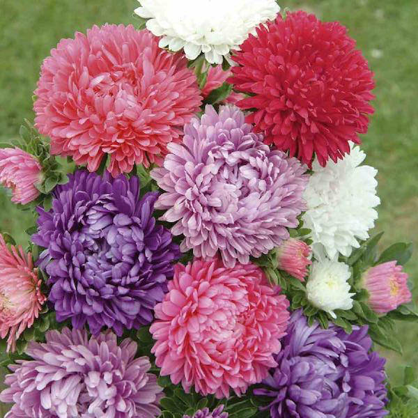 Milady Mix aster Milady Mix aster seeds