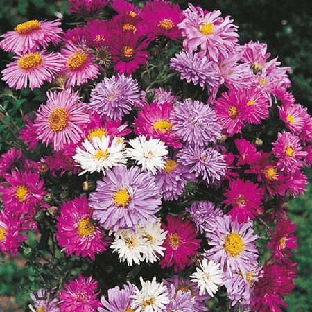 Aster New York Mix - Aster Novi-belgii