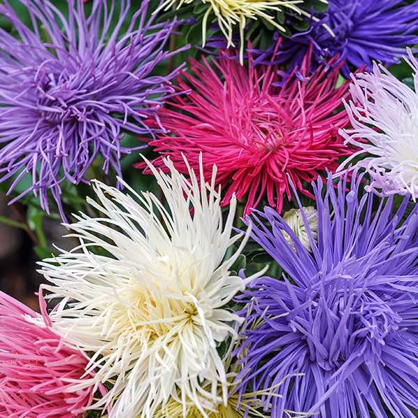 Spider Chrysanthemum Mix aster Spider Chrysanthemum Mix aster seeds