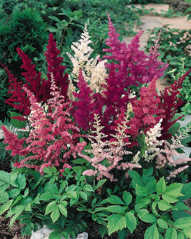 Astilbe Showstar - Astilbe x arendsii