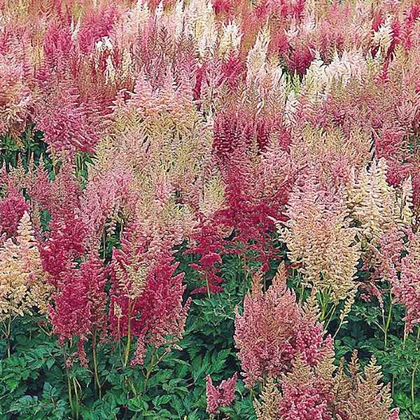Grande astilbe Astile Grande - Astilbe x arendsii
