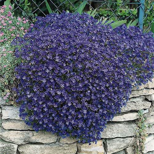 Cascade Blue rock cress Rock Cress Cascade Blue - Aubrieta x cultorum