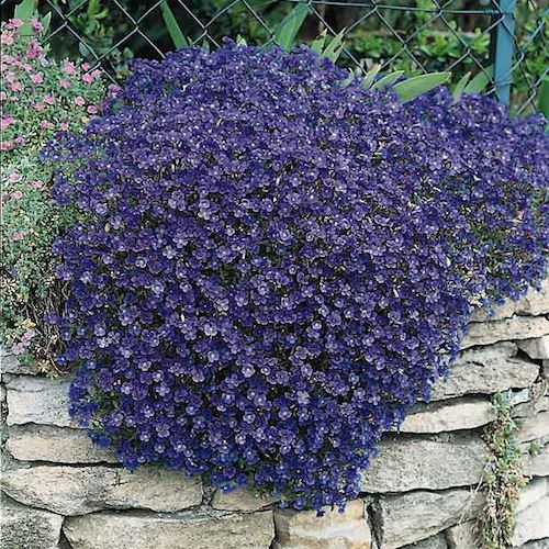 Rock Cress Seeds | Aubrieta | Perennial Flower Seeds