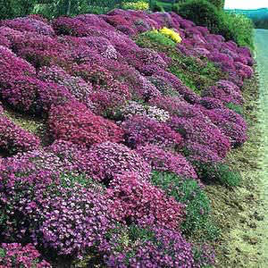 rock cress Cascade Mix - Aubrieta x cultorum