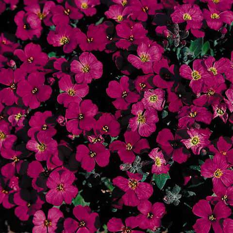 Rock cress Cascade Red - Aubrieta x cultorum