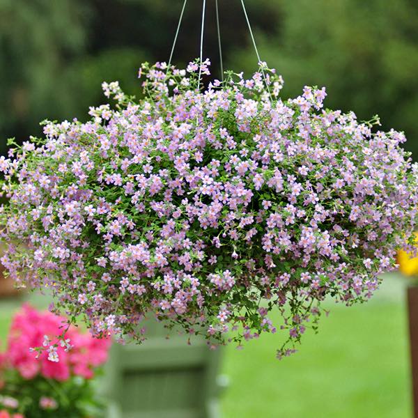 Blutopia bacopa in hanging basket