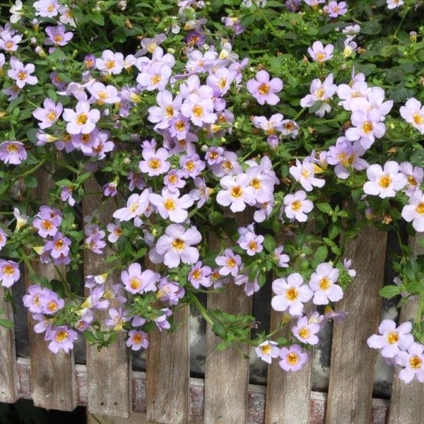 Blutopia bacopa flowers