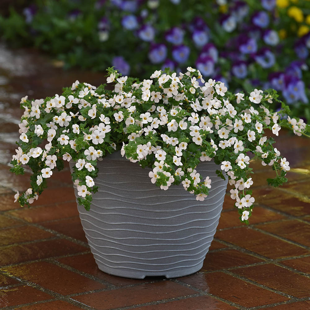 Bacopa Glactic Mist In A Pot