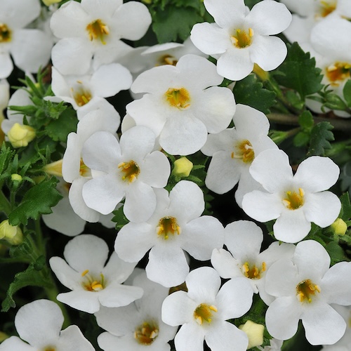 Bacopa Glactic Mist