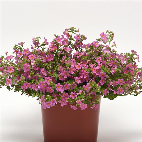 Pinktopia bacopa in hanging basket