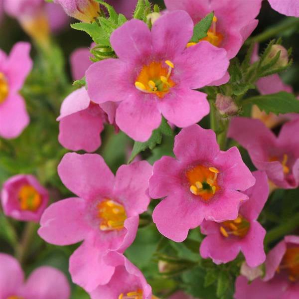 Pinktopia bacopa flowers